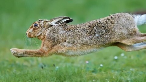 Canını kurtarmak için var gücüyle düşmanından kaçtı. Tavşanın aniden yaptığı hamle, mükemmel yeteneklerini gözler önüne serdi