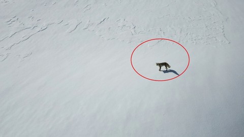 Şırnak'ta dron ile tilkinin köşe kapmaca oyunu kameralara yansıdı