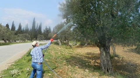 Çiftçiler için önemli uyarı! Zeytin ağaçlarının iliğini kanını tüketen riskli hastalık için ilaçlama uyarısı geldi