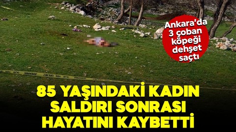 Ankara'da 3 köpek dehşeti! Talihsiz yaşlı kadın hayatını kaybetti