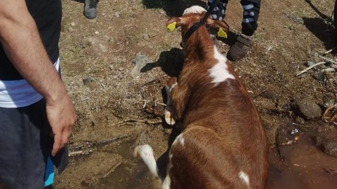 Sahibinin elinden kaçtı, baraja düştü!