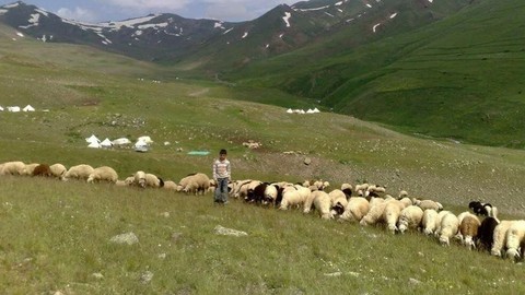 Yetiştiricilerden çoban isyanı: 100 bin lira maaşla çalıştıracak eleman bulamıyorlar