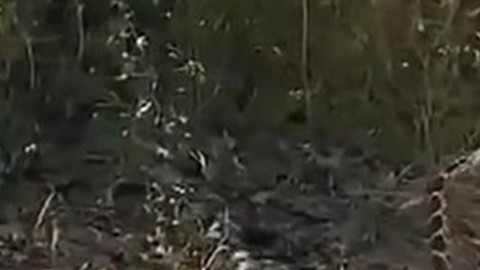 Çanakkale'de görüntülenen vahşi hayvanların inanılmaz tangosu! Havalar ısındı onların zamanı geldi... O anlar anbean kayda alındı