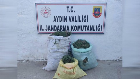 Didim'de üç çuval içinde 70 kilogram deniz börülcesi ele geçirildi!