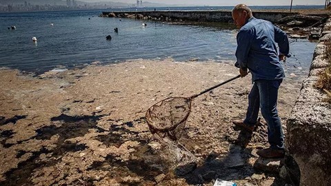 Marmara Denizi alarm veriyor! "Artan kirlilik ve denizdeki ısınma oksijensizliği artırıyor"