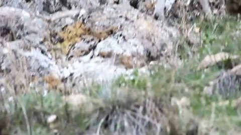 Sarp kayalıların usta tırmanıcıları Erzurum'da görüntülendi! İp dizilmiş ender canlıları gören sürücüler kontağı kapatıp onları görüntüledi