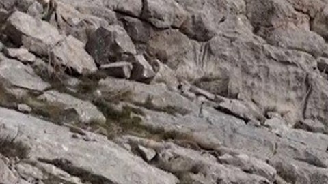 Doğanın ender cambazları Erzincan'da görüntülendi! Hepsi koruma altında