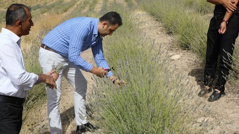 Hasankeyf'te çiftçilere örnek olsun diye kurulmuştu! İlk hasadı yapıldı