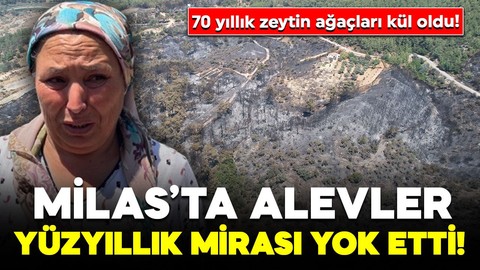 Milas’ta alevler yüzyıllık mirası yok etti! 70 yıllık zeytin ağaçları kül oldu! Mahalle sakinlerinin gözyaşları yürekleri dağladı!