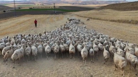 Hayvancılar çoban bulamıyor! Yabancı çobanlar internet bile istiyor! - Resim: 1