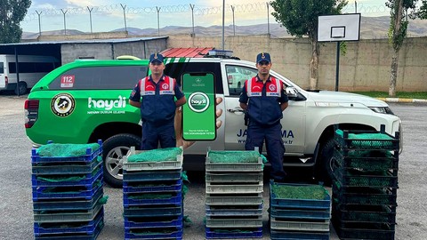 Ağrı'da bir araca canlı kurbağa operasyonu! 300 kilo ele geçirildi