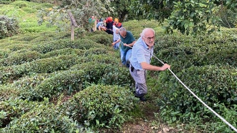 Rize'de çay toplarken teleferikten düştü!