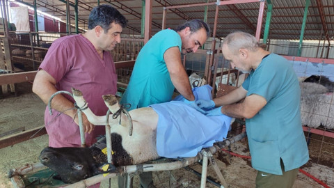 Afrika'dan getirildi, Türkiye'deki koyunlara enjekte edildi. Bundan sonra böyle üreyecekler - Resim: 1