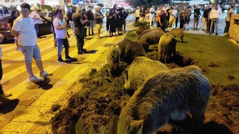 Aydın'da yaban domuzları aç kalınca merkeze indi!