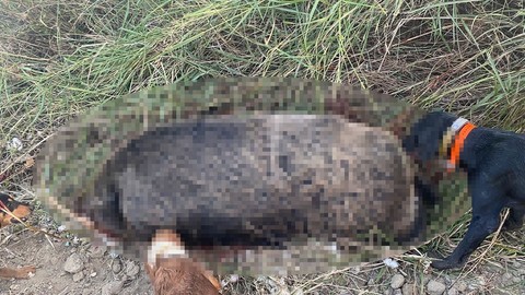 Manisa'da avcıların 300 kiloluk devasa avı! Çiftçilerin korkulu rüyası olan canlıyı avladılar