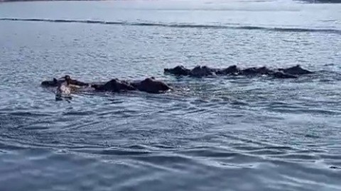 Kars'ta baraj gölünde yüzen kalabalık sürüyle karşılaşan balıkçılar, hayrete düştü