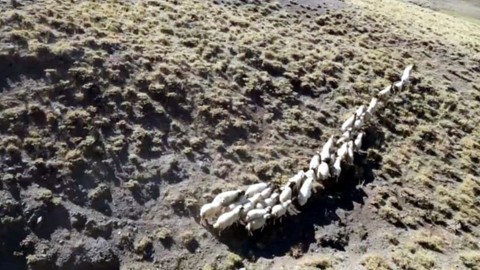 Kaybolan koyunları, öğretmen dronla buldu: Sürüyü havadan yönlendirdi!