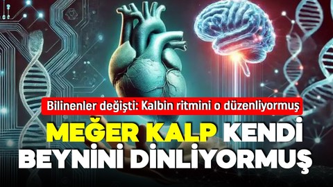 Bu keşif bilinenleri değiştirdi! Meğer kalbin de kendi beyni varmış! Mini beyinle kendi kendini kontrol ediyor