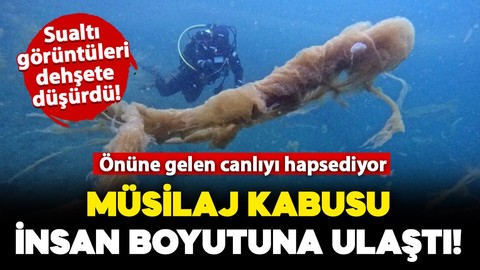 Marmara Denizi'nin müsilajı insan boyutuna ulaştı: Sualtı görüntüleri dehşeti gözler önüne serdi!