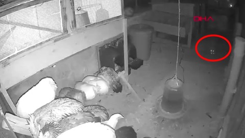 Erzincan'da kümesteki tavukların tüyleri diken diken oldu. 6 tanesini tek tek yakalayıp götürdü. Tehlikeli hayvan kameraya yansıdı