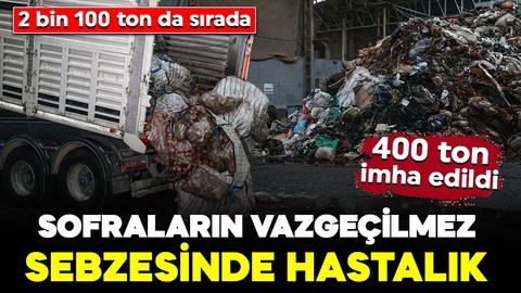 Sofraların vazgeçilmez sebzesinde hastalık: 400 ton imha edildi, 2 bin 100 ton da sırada