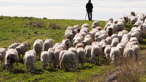 Erzincan'da 500'den fazla koyunu olan çoban, Türkiye'ye resmen felaket bir haberi verdi. 3 ayrı ilde benzer manzara var