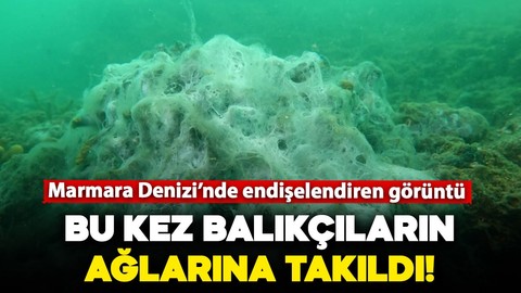 Marmara Denizi'nde endişe veren görüntüler: Bu kez balıkçıların ağlarına takıldı!