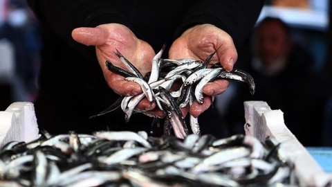 Tezgahlardan çekiliyor: Hamsi sezonu bitti, bitiyor!