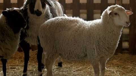 Çiftçinin ahırında hamile olan koyun doğum yaptı. Karşısında 2 taneyle görünce dehşete düştü. Veterinerin resmi raporunda yazan detay ise inanılmaz