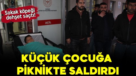 Batman'da sokak köpeği dehşet saçtı! Küçük çocuğa piknikte saldırdı