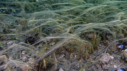 Marmara'da yüzeye 30 metre derinden yukarı gelmeye başladı. Gelirken o canlıları yok ediyor