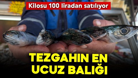 Tezgahın en ucuz balığı! Kilosu 100 liradan satılıyor