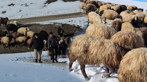 Bitlis'te 1000'lerce koyun besleyen çoban, Türkiye'yi bekleyen büyük tehlikeyi resmen açıkladı. Ahıra kapatmak zorunda kalıyorlar