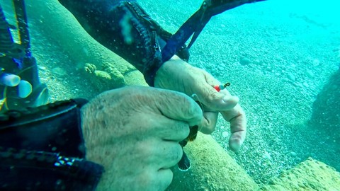 Antalya'da dalış yaptığı yerde, korkunç bir manzarayla karşılaştı. 3 tanesi suyun altında ölmek üzereydi
