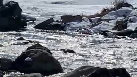 Hakkari'de derenin yanından geçerken ilk kez gördü. Hemen kayıt altına aldı. Koruma altındaki nadir canlı, yıllar sonra yeniden orada ortaya çıktı