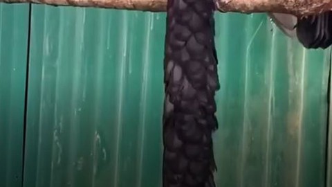 Dünyanın en ilginç canlılarından biri kayda alındı. Onu gören gözlerini ovuşturup bir daha baktı. Gerçekti