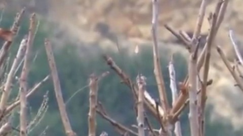 Türkiye'de o hayvan 1. kez görüldü... Normalde Arap topraklarında Filistin'de yaşıyordu. Doğada inanılmaz olay