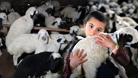 Bayburt'ta koyunlar 1 ay boyunca daha doğurmaya devam edecek... Ahırda doğum yapan koyunun yaptığı hareketi gören çoban şaşkına döndü