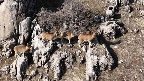 Elazığ'da müthiş hayvanlar havadan görüntülendi. Ancak aşağıdaki bir manzara Türkiye için hayra alamet değil