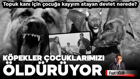 Topuk kanı için çocuğa kayyım atayan devlet nerede?  KÖPEKLER ÇOCUKLARIMIZI ÖLDÜRÜYOR