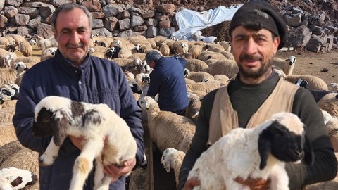 Erzincan, Bingöl ve Elazığ’da koyunlarla ilgili haberi alan çobanlar ve hayvan sahipleri Tunceli'de ahırda 24 saat nöbet tutmaya başladı. Kuş bile uçmayacak