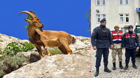 Malatya'da jandarma ekipleri doğada gezdikleri sırada 1 tane keçi fark etti. Keçinin yanına yaklaşınca duygulandıran manzarayı gördüler