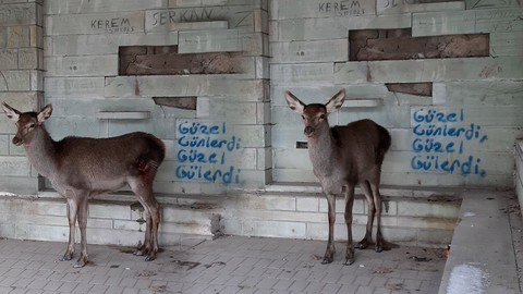 Bolu'da saldırıya uğradıktan sonra doğaya bırakılan hayvana 10 gün sonra gören resmi ekipler gözleriyle gördükleri manzaraya inanmadı