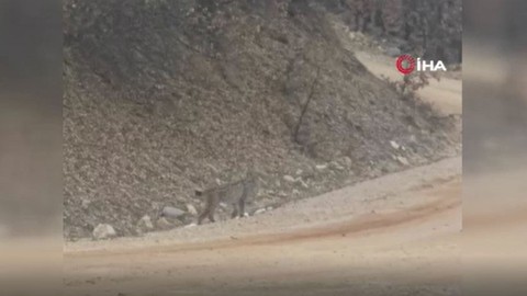 Tunceli'de nesli tehdit altındaki canlı, yol kenarına kadar indi. Çevresine aldırış etmeyen 'ormanın hayaleti' kameralara yakalandı