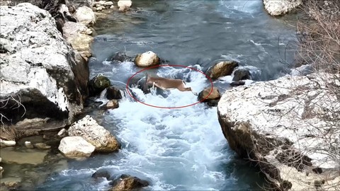 Tunceli'nin azgın suların arasındaki hayvan müthiş görüntülere sahne oldu. İzleyenler bir kez daha hayran kaldı