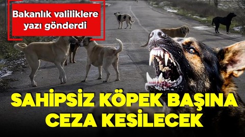 Bakanlık harekete geçti, 81 il valiliğine yazı gönderdi! Her bir hayvan için ceza kesilecek!