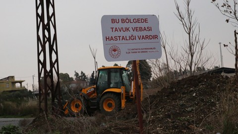 O ilde kuş gribi paniği! Derhal karantinaya alındı