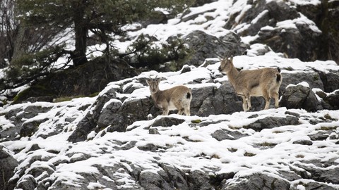 Tunceli'de doğal güzelliği göz kamaştıran Munzur Vadisi Milli Parkı'nda sürü halinde ortaya çıkan hayvanın yaptığı hareket herkesi hüzne boğdu