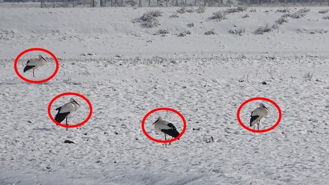 Muş'taki hayvandan Türkiye'yi endişelendiren haber! -12 derecelik dondurucu hava altında hayvanın yaptığı hareket herkesi korkuttu