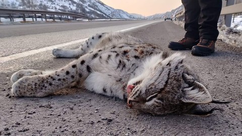 Erzincan-Erzurum karayolunda bulunan Sansa deresinden korkunç haber. Sadece 1 tane 2 tane değil. Değerli hayvanlar teker teker telef oldu